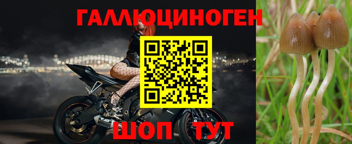 продажа наркотиков  Вход с VPN  Гатчина  Галлюциногенные грибы мицелий  Псилоцибиновые грибы Magic Shrooms 